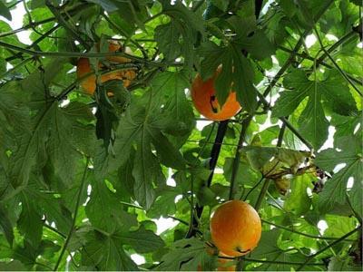 根茎可吃的瓜,探寻可食用瓜类根茎的独特风味