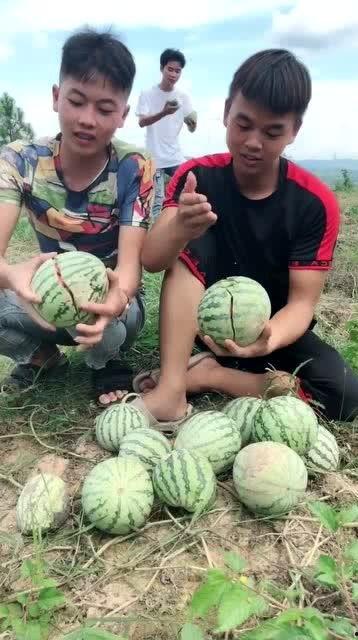 爬着吃瓜,爬瓜吃瓜的趣味探险记