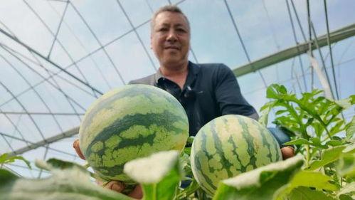 爬着吃瓜,爬瓜吃瓜的趣味探险记