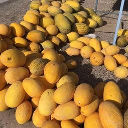 爬着吃瓜,爬瓜吃瓜的趣味探险记