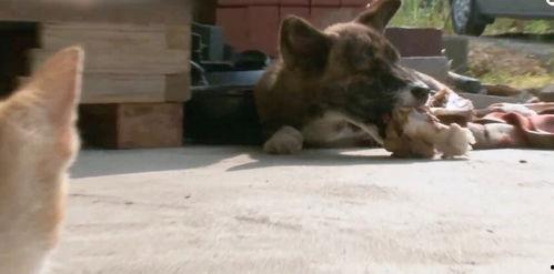 车祸小狗吃瓜视频大全,萌态百出视频大全集锦