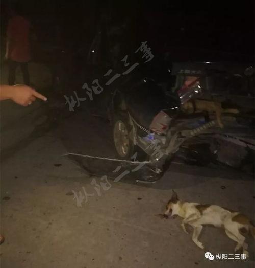 车祸小狗吃瓜视频大全,萌态百出视频大全集锦