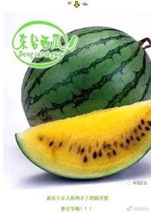 请吃瓜怎么打开,轻松开启趣味互动新方式