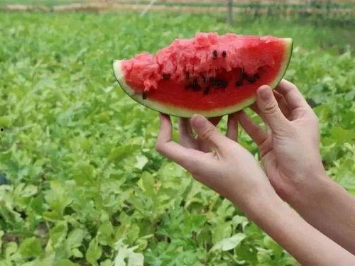 请吃瓜怎么打开,轻松开启趣味互动新方式