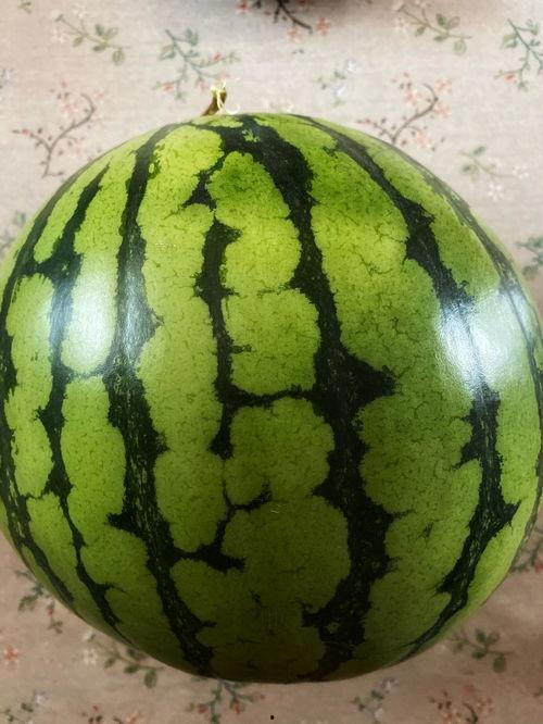 吃瓜视频表演特技