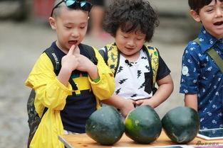 萌娃吃瓜短剧,笑料百出短剧来袭！