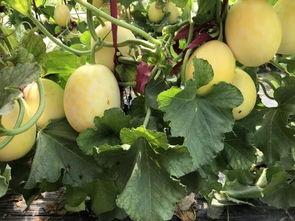 界首吃瓜相片,夏日炎炎，瓜香四溢