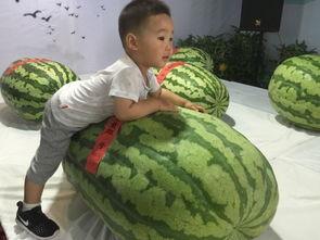 某市吃瓜群众小王