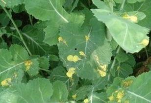 撒树叶吃瓜,探寻夏日消暑的独特风情