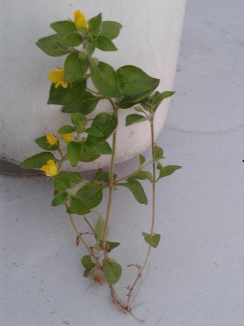 问草吃瓜,探寻自然与生活的和谐之道