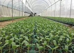 淡定吃瓜族,洞察娱乐圈风云变幻