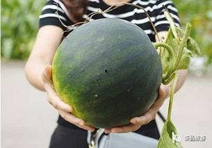 艺术home吃瓜群,揭秘“吃瓜群”背后的艺术江湖