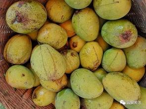 鹿邑全民吃瓜配送