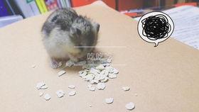 仓鼠可以吃田瓜吗,田瓜在仓鼠食谱中的地位