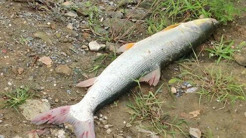 鲶鱼蹲坑带你吃瓜,揭秘网络红人带你吃瓜的幕后故事