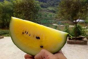 带你吃瓜红闪闪,带你领略“带你吃瓜红闪闪”的独特魅力