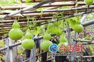 葫芦瓜晒干了怎么吃,晒干葫芦瓜的多样美味食用指南