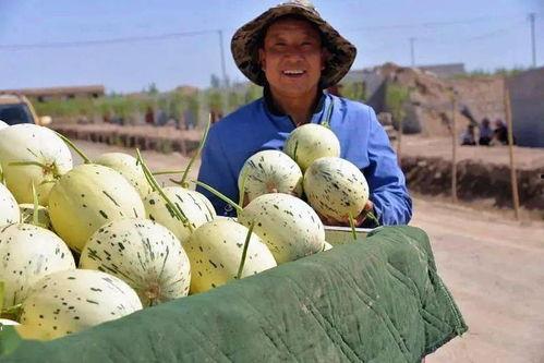 甘肃的吃瓜事件视频