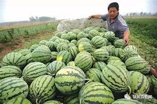 去年吃的最大的瓜