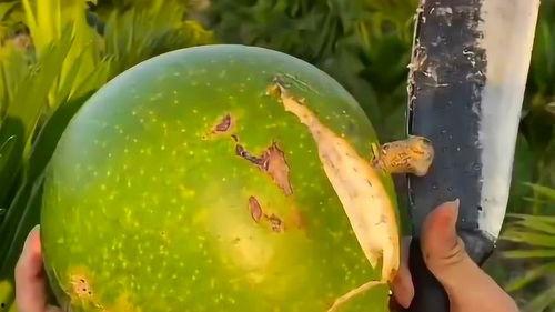 炸弹头吃瓜,揭秘娱乐圈幕后风云