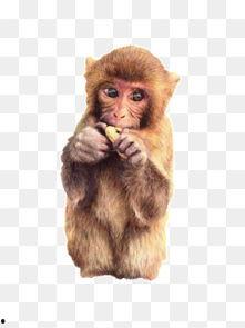 猴子吃瓜素材视频高清,高清揭秘猴子吃瓜的趣味瞬间