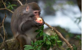 猴子吃瓜素材视频高清,高清揭秘猴子吃瓜的趣味瞬间