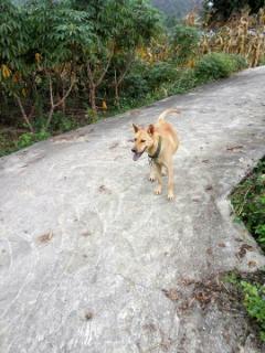 猴子吃瓜素材视频高清,高清揭秘猴子吃瓜的趣味瞬间