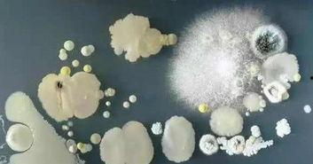 大眼仔吃瓜脏脏星,揭秘脏脏星之谜