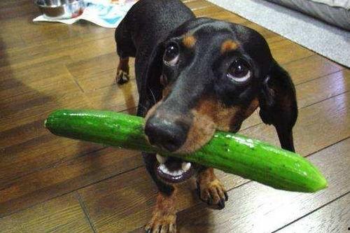 狗狗吃瓜合集,萌宠美食时光