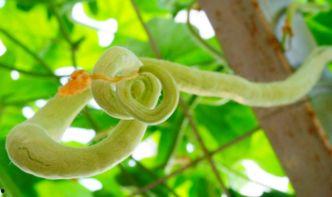 吃蛇瓜放屁吗图片,吃蛇瓜后，你真的会放屁吗？