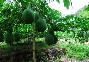 吊瓜怎样吃最好,解锁吊瓜最佳食用之道