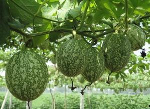 吊瓜怎样吃最好,解锁吊瓜最佳食用之道