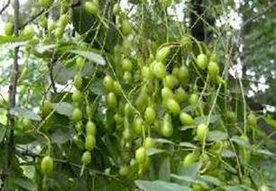 槐岗吃瓜,揭秘乡村生活的酸甜苦辣