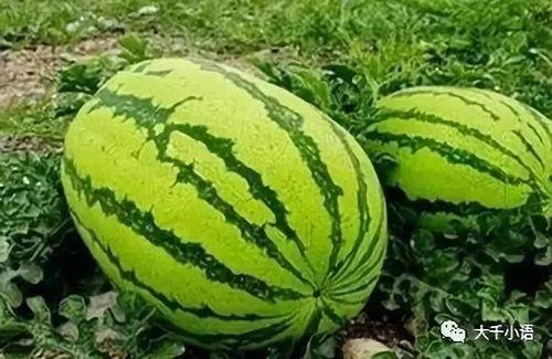 刘静雯吃瓜,揭秘娱乐圈背后的真相